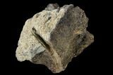 Fossil Triceratops Skull Bone Section - North Dakota #117623-1